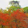 大阪城の紅葉2