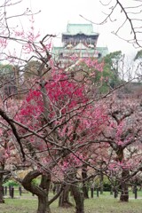 今年も曇りの梅林と大阪城2