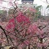 今年も曇りの梅林と大阪城2