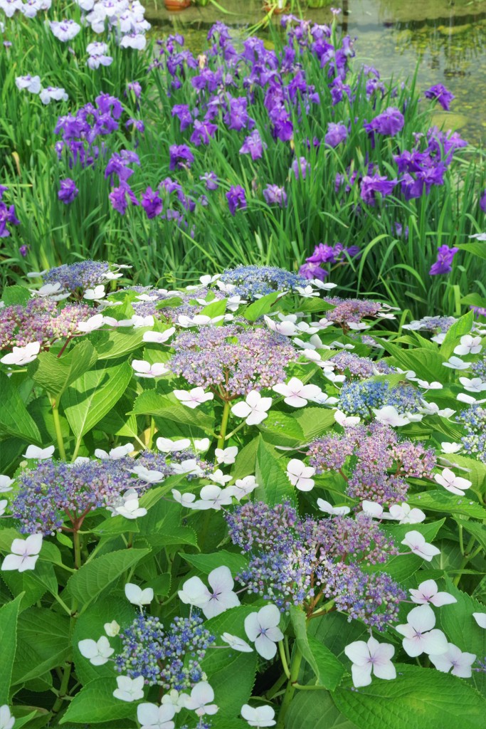 紫陽花と花菖蒲