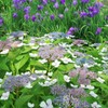 紫陽花と花菖蒲