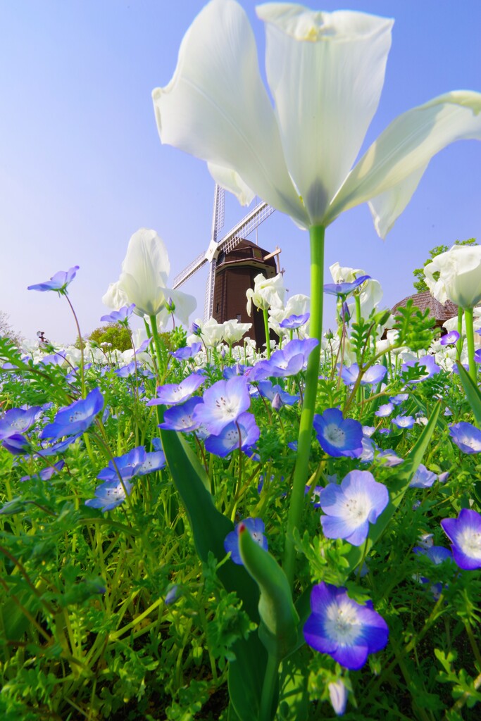 花の下から覗いてみれば