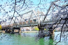 大川の桜と環状線