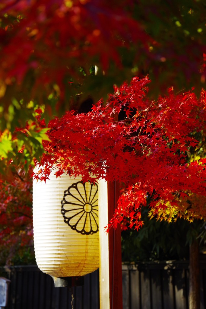 2018下賀茂神社西参道の紅葉3