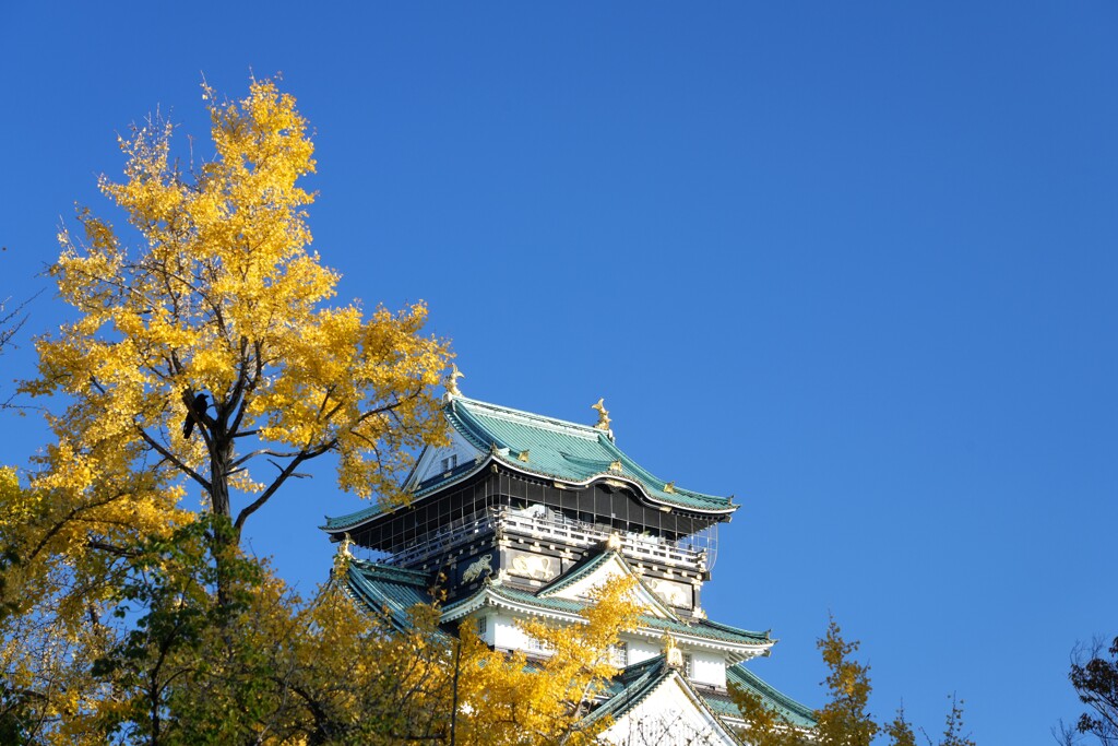 秋の大阪城３