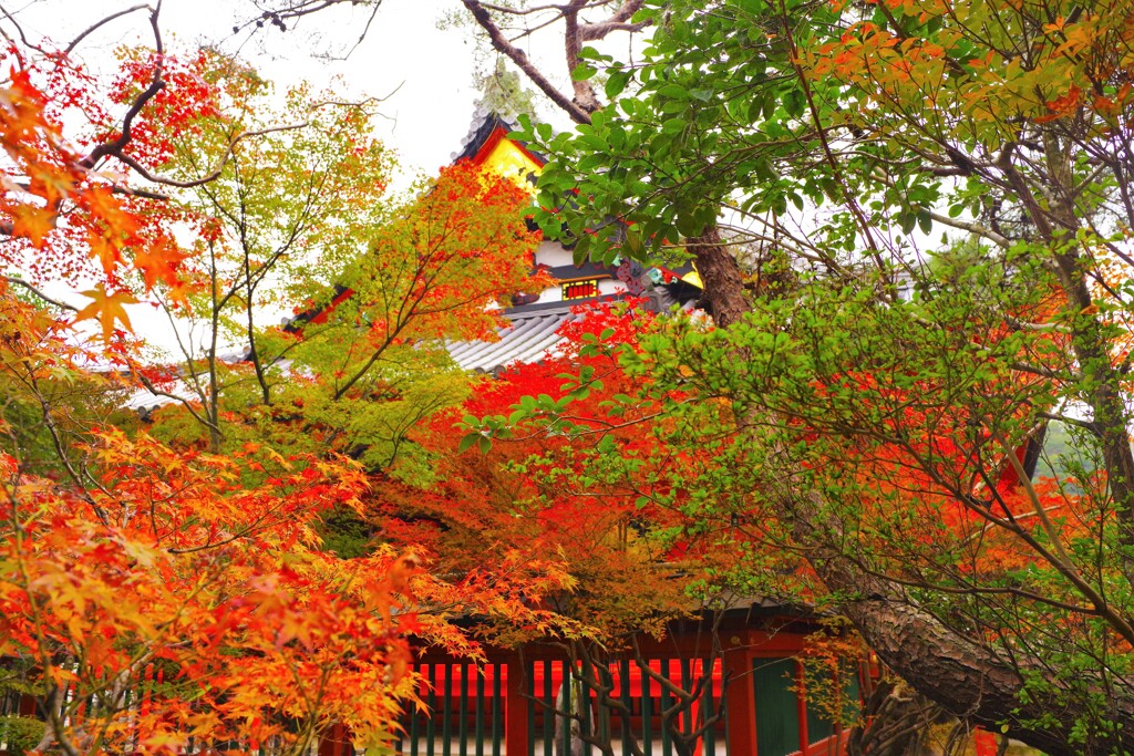 毘沙門堂の紅葉