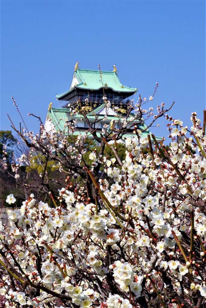 青天下に映える