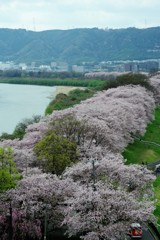 背割堤の桜