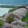 背割堤の桜