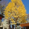 呉服神社のイチョウ