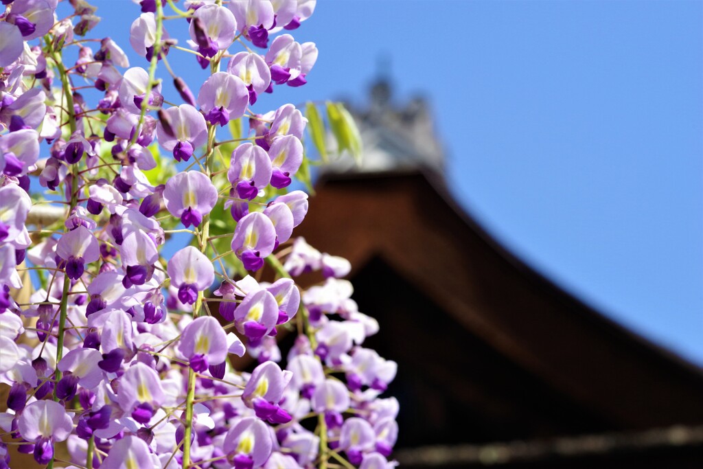 拝殿を背景に