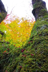 苔と紅葉