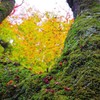 苔と紅葉