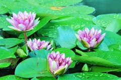 梅雨明け間近