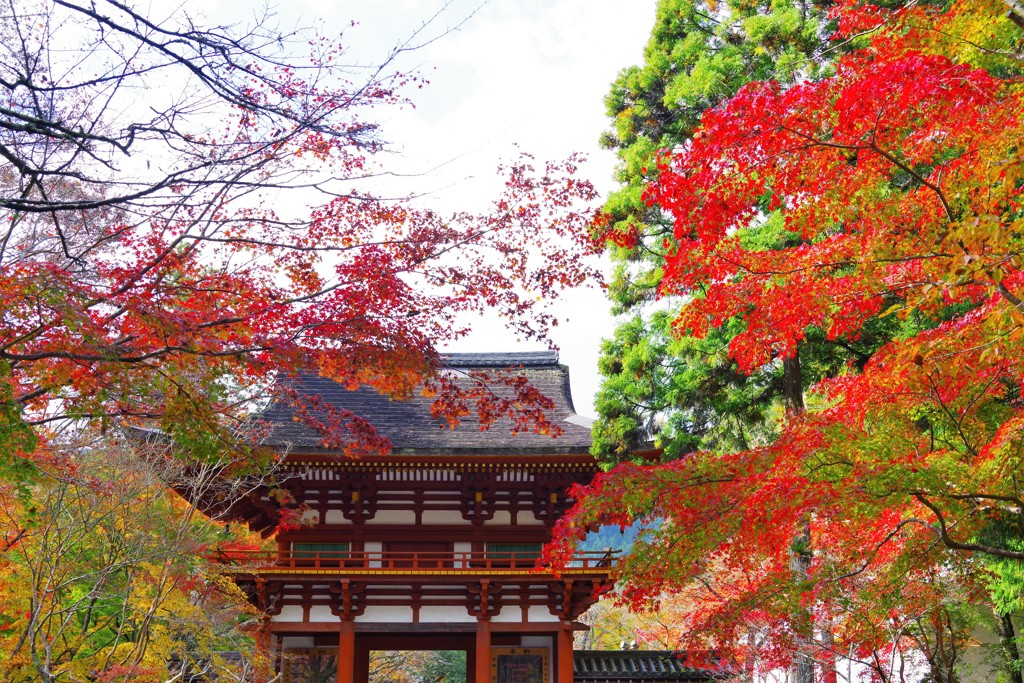 2019室生寺秋の仁王門