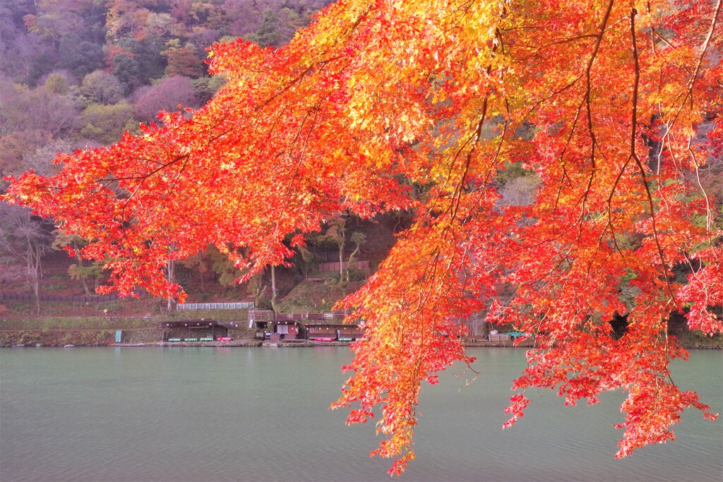 桂川の畔に咲く秋
