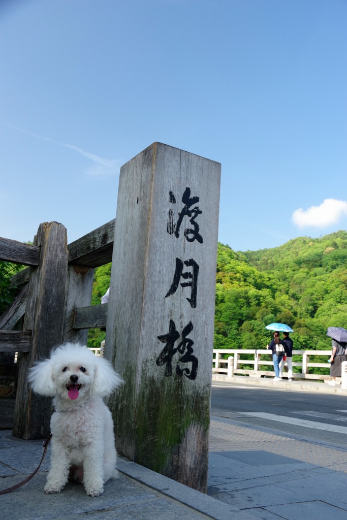 渡月橋とリプシー