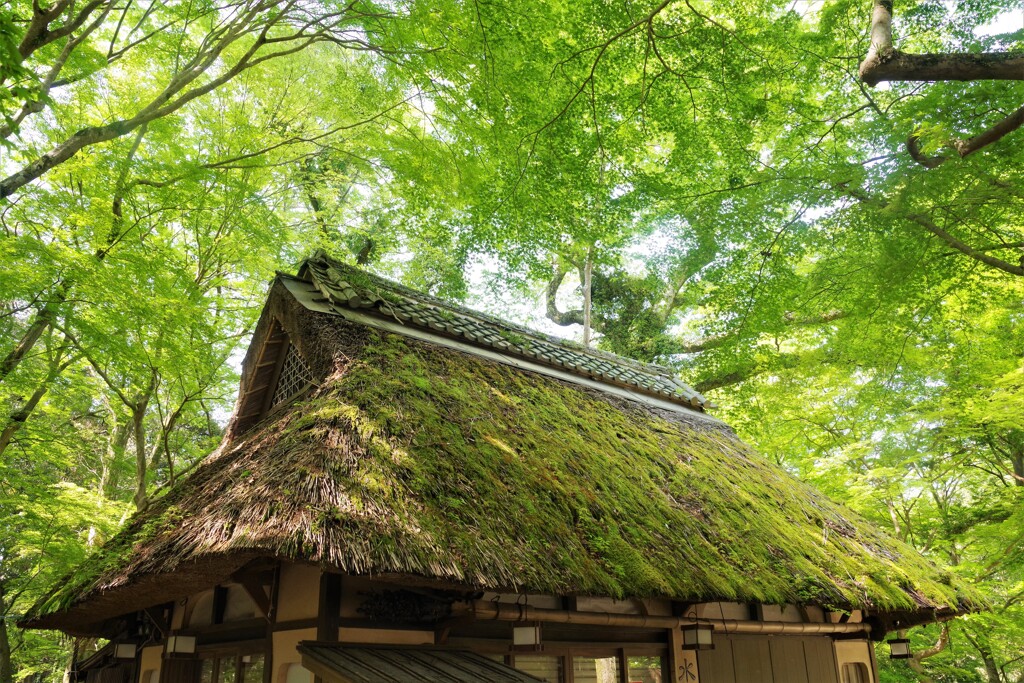 新緑の水谷茶屋