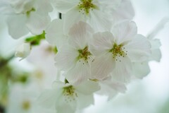 白とピンク