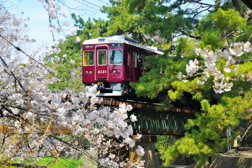 阪急甲陽線の桜1