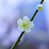 雨の中でも凛と