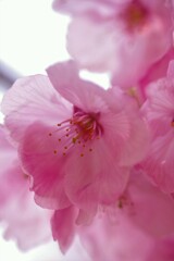 雨上がりの斜陽の中で