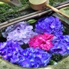 楊谷寺(柳谷観音)花手水3