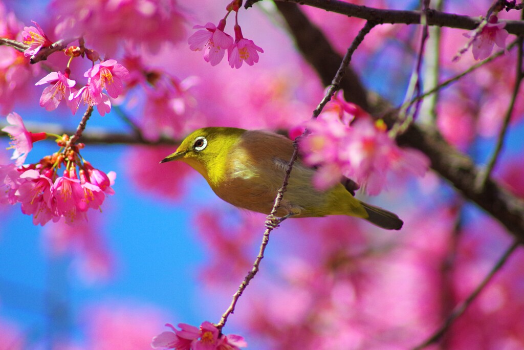 オカメザクラに集うメジロ