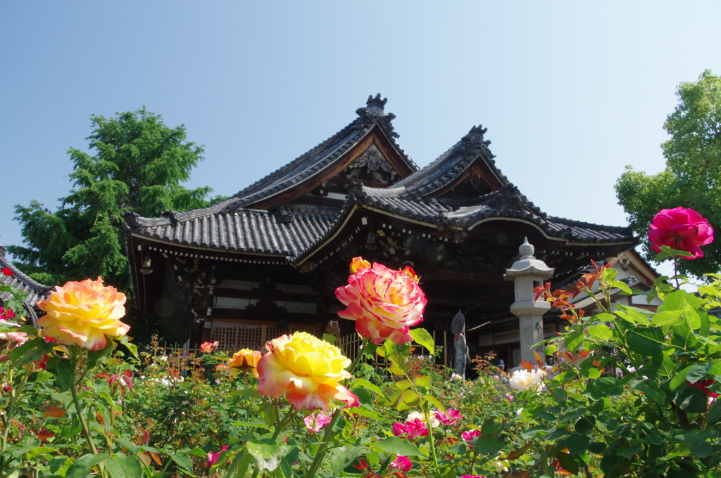 おふさ観音バラまつり