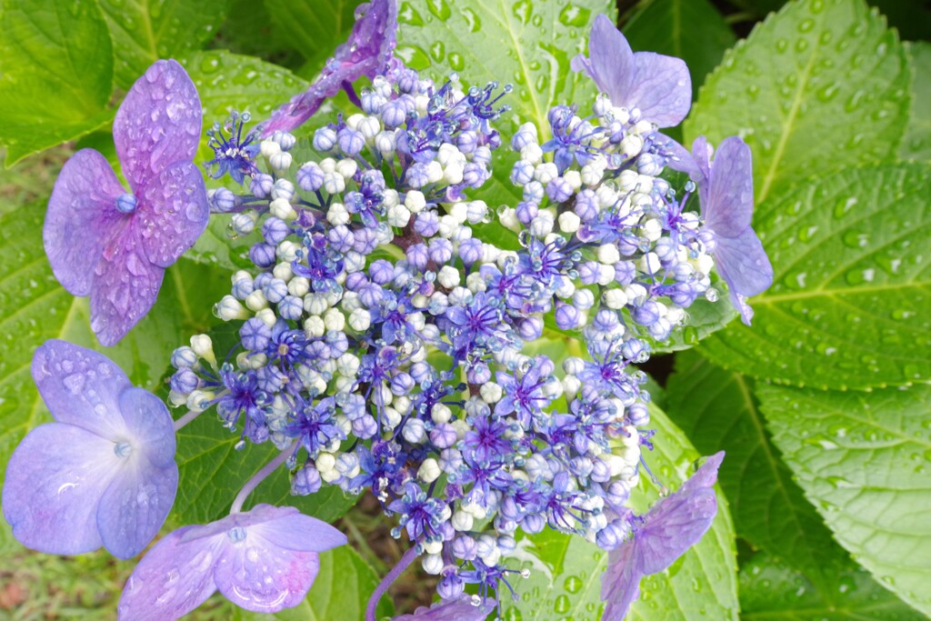 鶴見緑地雨の日の紫陽花2