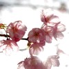 御香宮神社の透花