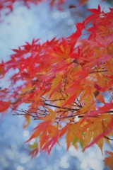 上賀茂神社みたらし川の秋