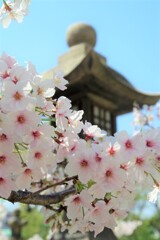 通勤途上で見た桜