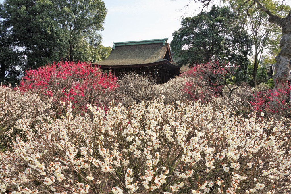今が見ごろ道明寺天満宮
