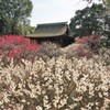 今が見ごろ道明寺天満宮