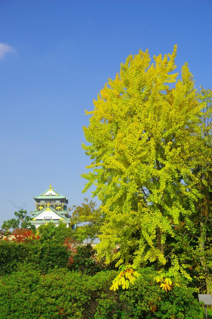 大阪城と紅葉3