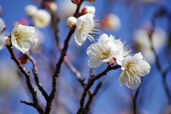 春せまる荒山公園 