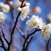 春せまる荒山公園 