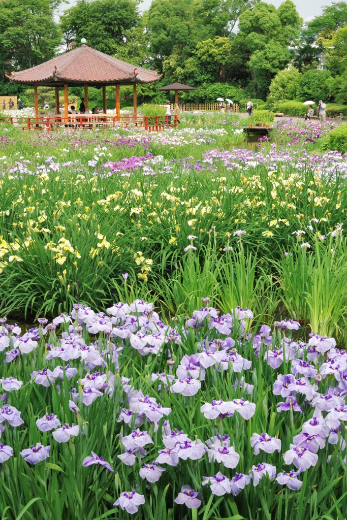 もうすぐ見納め花菖蒲