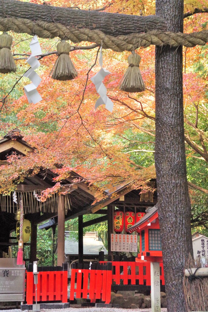 野宮神社の晩秋