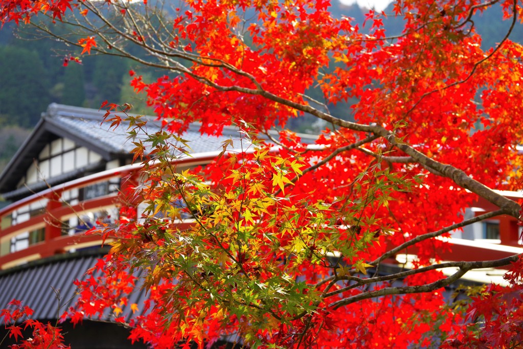 太鼓橋と紅葉
