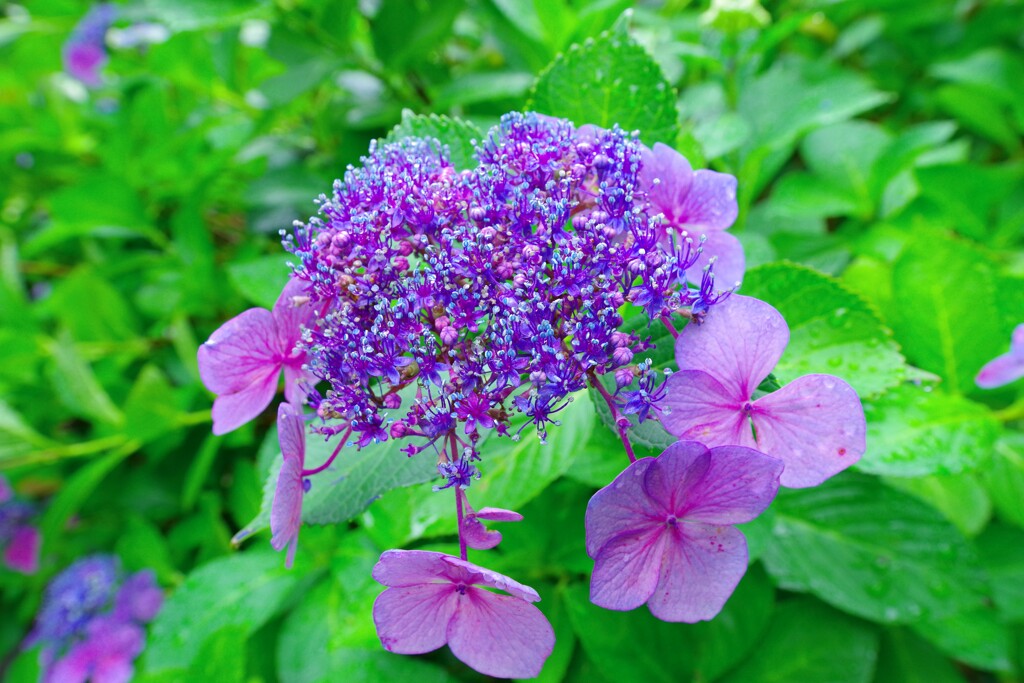 鶴見緑地雨の日の紫陽花1