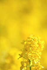 黄色の季節