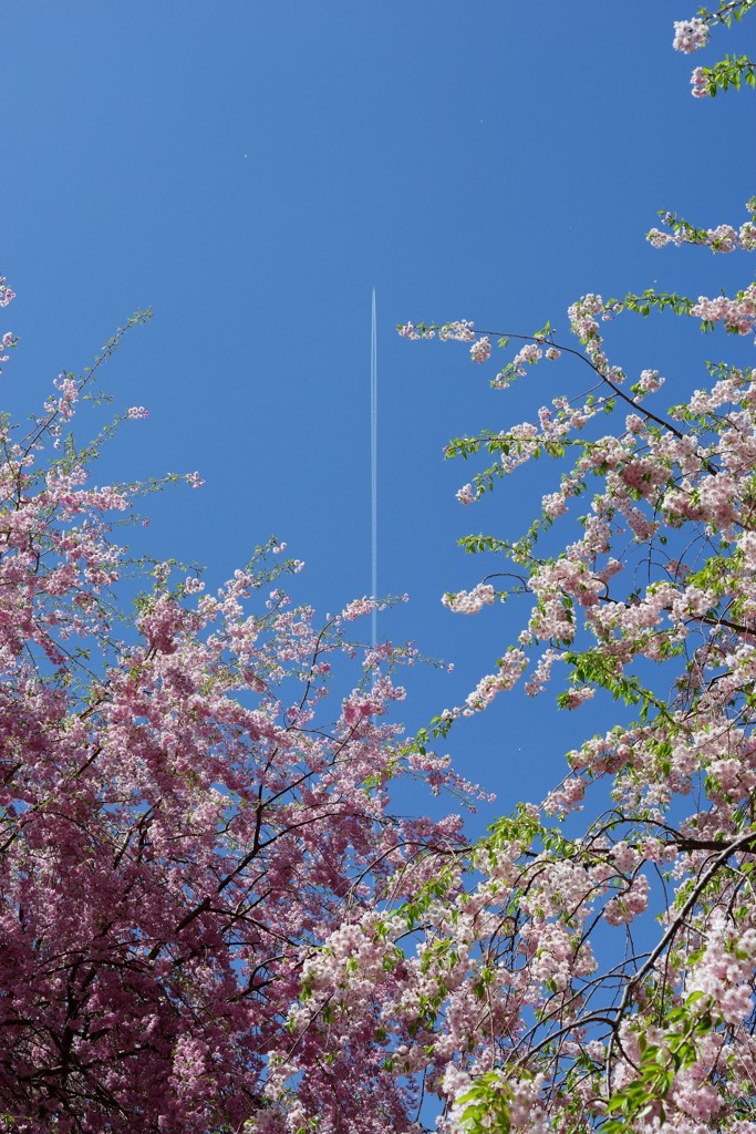 桜と飛行機雲