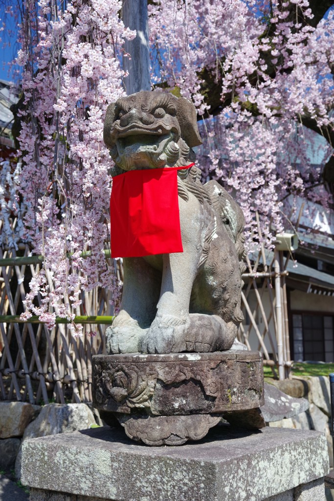 氷室神社の春2017