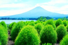 コキアの始まり