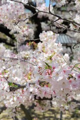 通勤途上で見た桜2