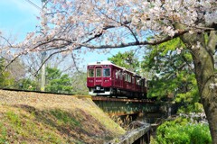 阪急甲陽線の桜2