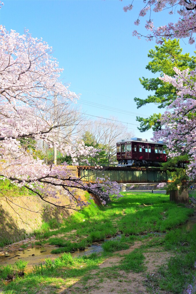 夙川の桜と阪急電車21 縦バージョン By グリーンマン Id 写真共有サイト Photohito