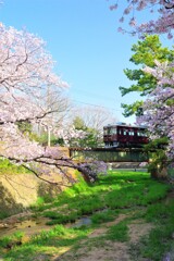 夙川の桜と阪急電車2021(縦バージョン)